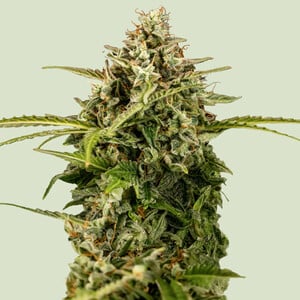 Apollo F1 cannabis seeds