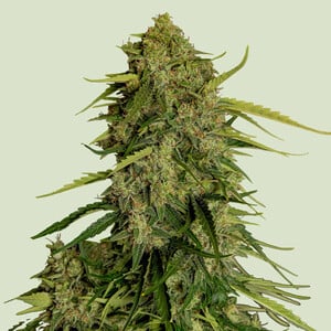 Atlas F1 cannabis seeds