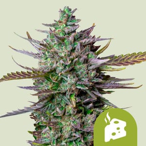 Blue Cheese Auto premium cannabis seeds