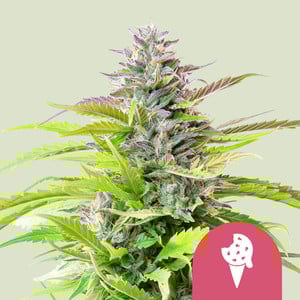 Cookies Gelato premium cannabis seeds
