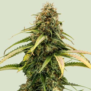 Epsilon F1 cannabis seeds