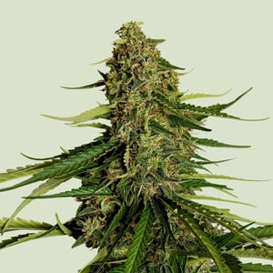 Gaia F1 cannabis seeds