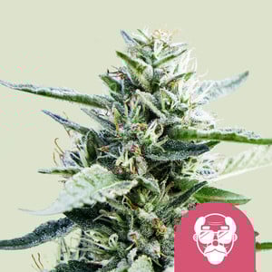 Granddaddy Purple premium cannabis seeds