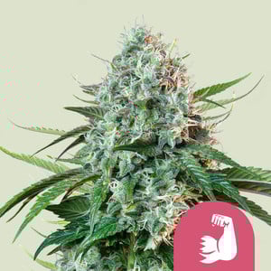 HulkBerry cannabis strain