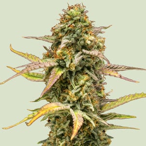Hyperion F1 cannabis seeds