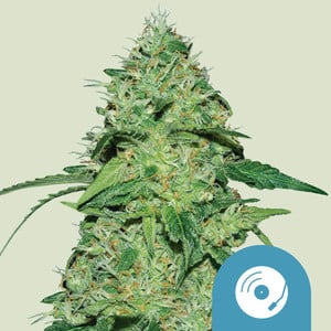 Joanne's CBD cannabis strain