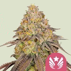 Legendary OG Punch cannabis strain