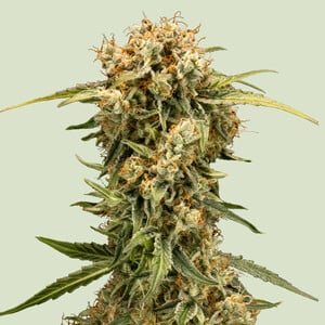 Medusa F1 cannabis seeds