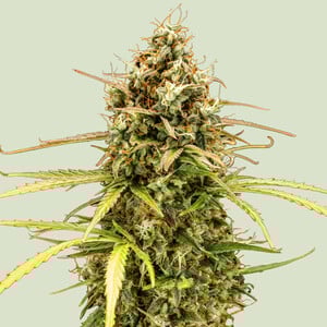 Milky Way F1 cannabis seeds