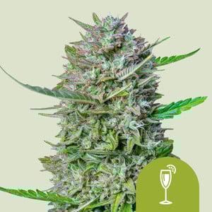 Mimosa Auto premium cannabis seeds