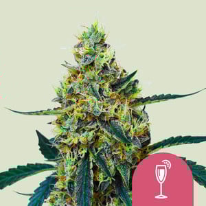 Mimosa premium cannabis seeds