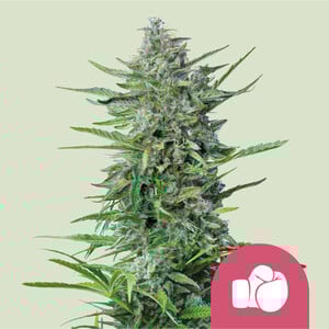 Purple Punch cannabis strain