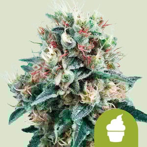 Royal Creamatic cannabis strain