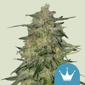Royal Highness cannabis strain