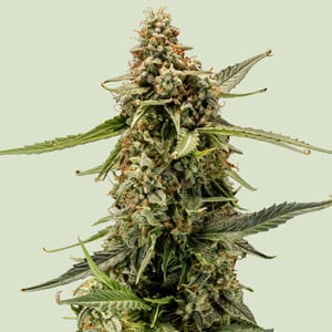 Titan F1 cannabis seeds